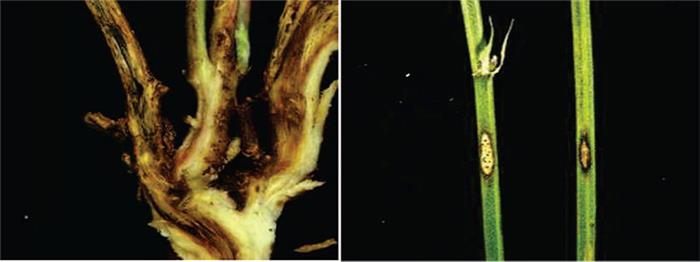 آنتراکنوز یونجه  (Anthracnose)